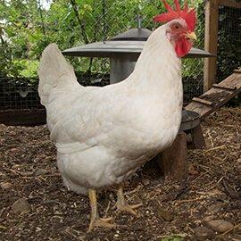 Miller's White Leghorn